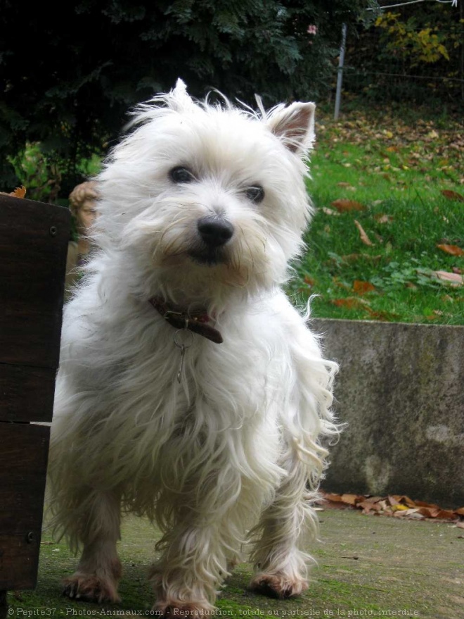 Photo de West highland white terrier