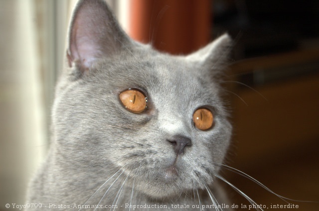 Photo de British shorthair