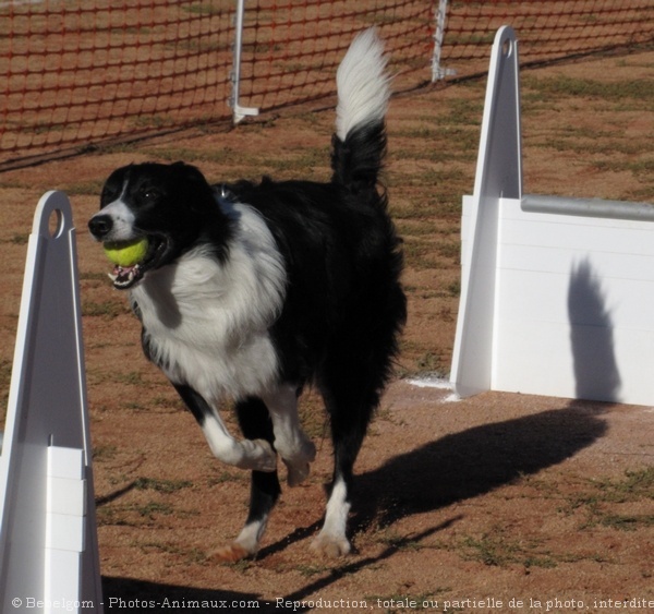 Photo de Border collie