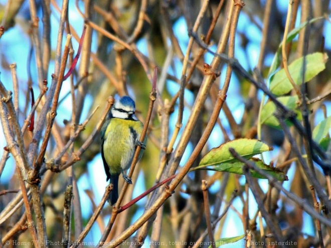 Photo de Msange bleue