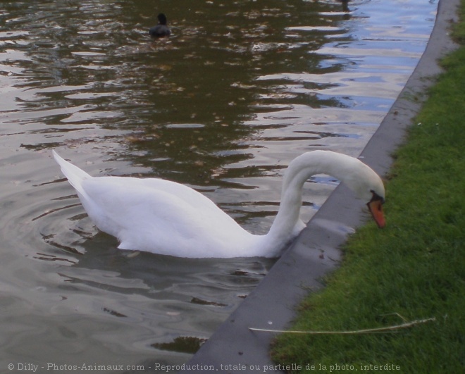 Photo de Cygne