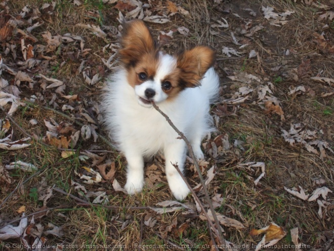 Photo d'Epagneul nain papillon