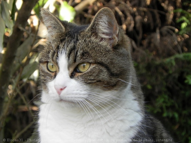 Photo de Chat domestique