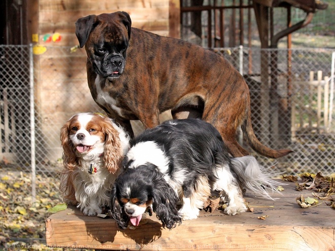 Photo de Races diffrentes