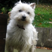 Photo de West highland white terrier