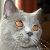 Photo de British shorthair