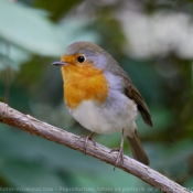 Photo de Rouge gorge