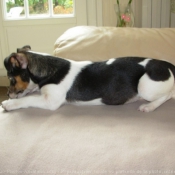 Photo de Jack russell terrier