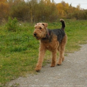 Photo d'Airedale terrier