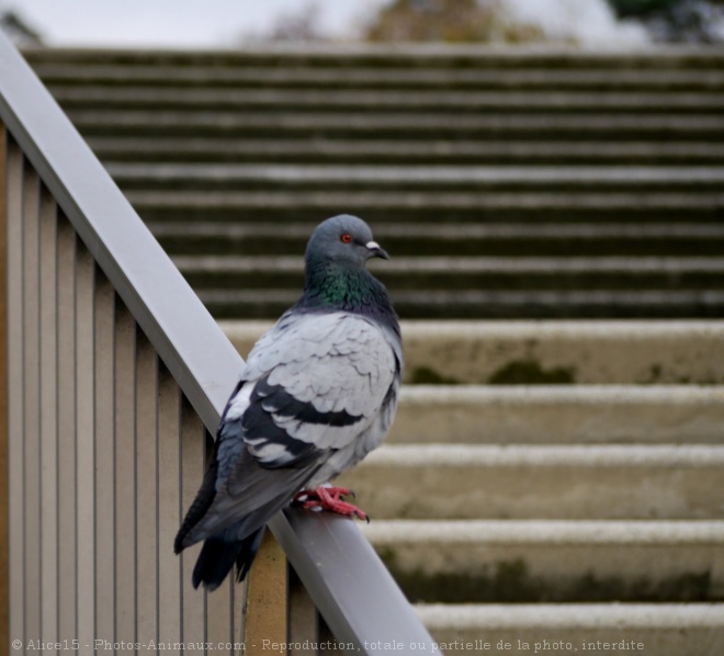 Photo de Pigeon