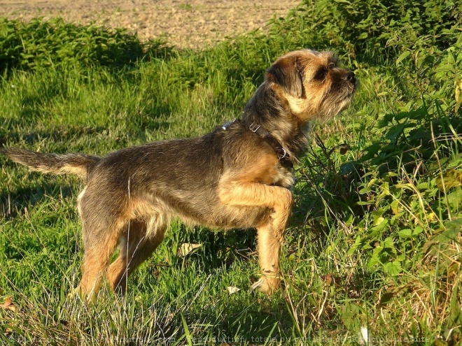 Photo de Border terrier