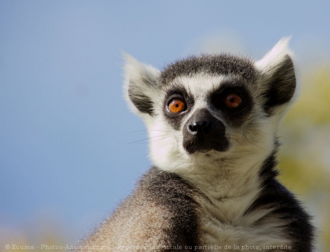 Photo de Lmurien - maki catta