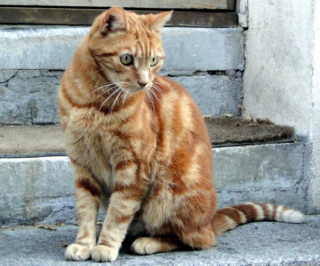 Photo de Chat domestique