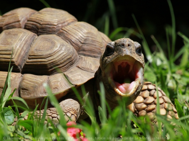 Photo de Tortue