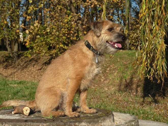 Photo de Border terrier