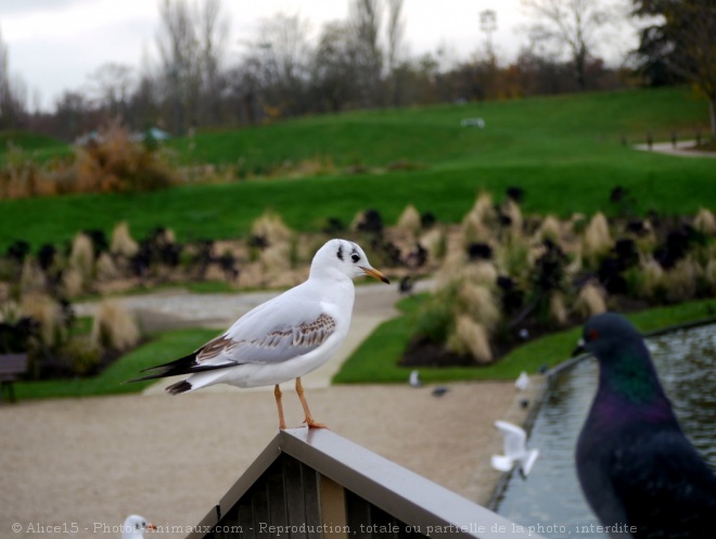 Photo de Mouette