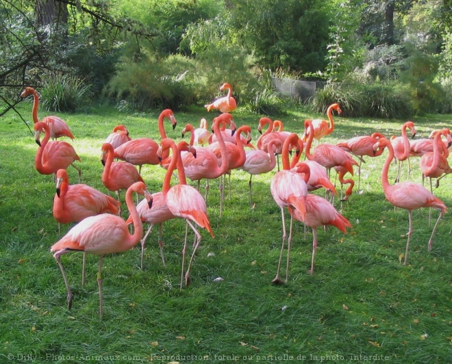 Photo de Flamand rose