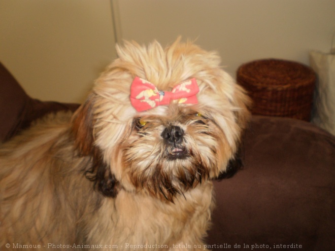 Photo de Shih tzu