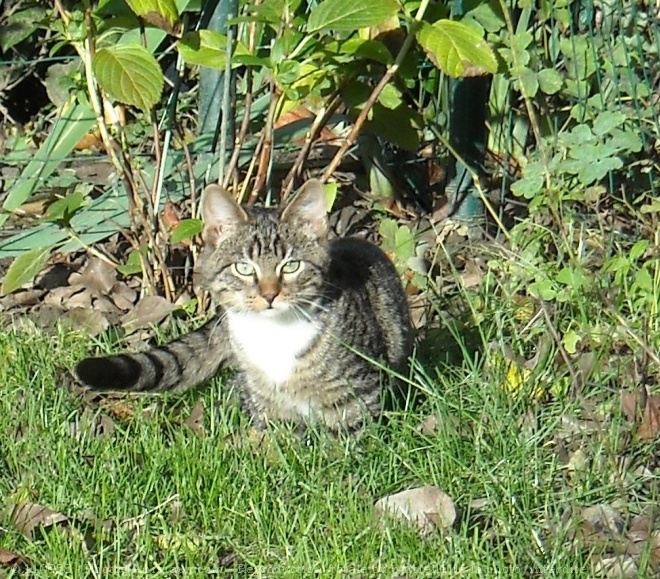 Photo de Chat domestique