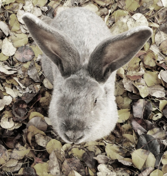 Photo de Lapin