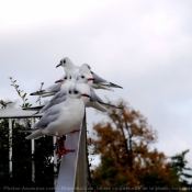 Photo de Mouette