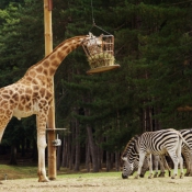 Photo de Girafe