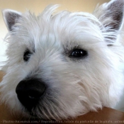 Photo de West highland white terrier