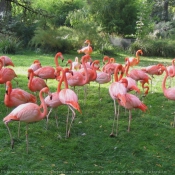 Photo de Flamand rose