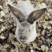 Photo de Lapin