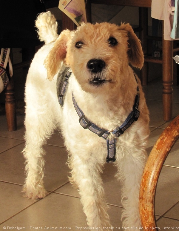 Photo de Fox terrier  poil dur