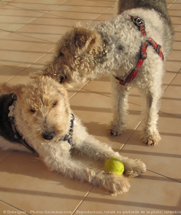 Photo de Fox terrier  poil dur