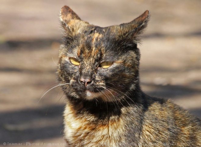 Photo de Chat domestique