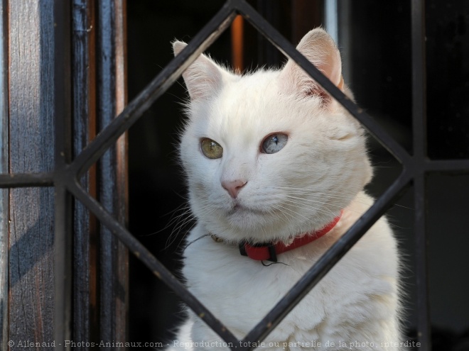 Photo de Chat domestique