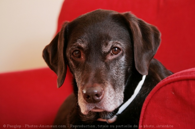 Photo de Labrador retriever