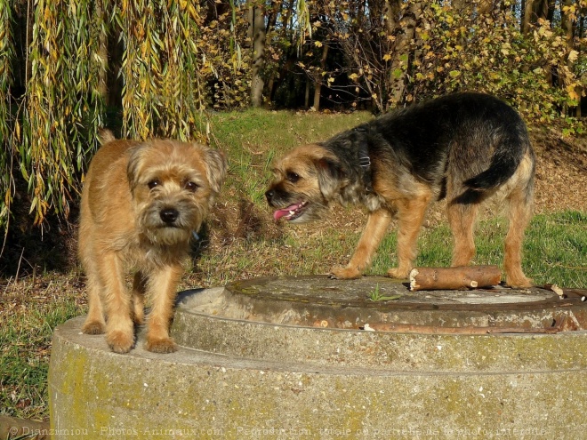 Photo de Border terrier