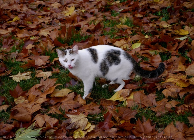 Photo de Chat domestique