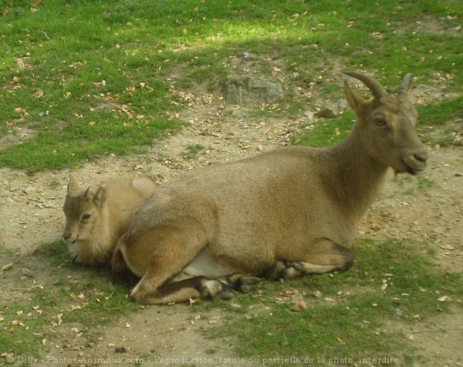 Photo de Bouquetin