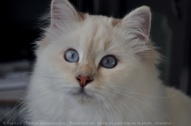 Photo de Sacr de birmanie