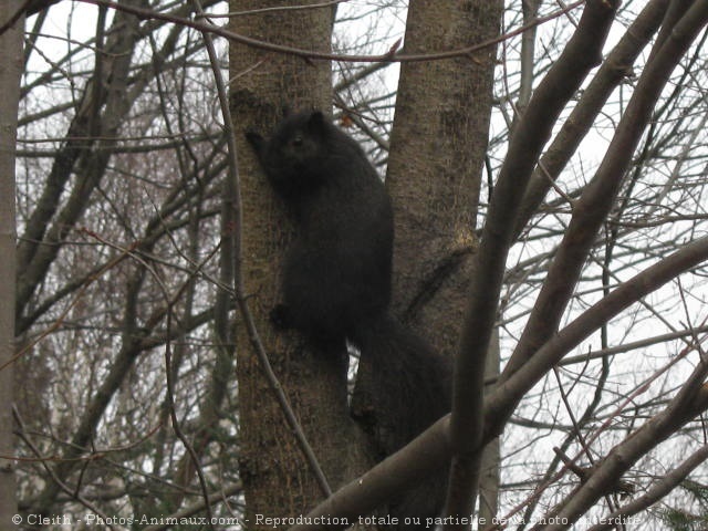 Photo d'Ecureuil