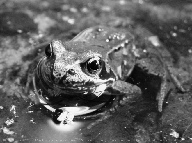 Photo de Grenouille verte commune