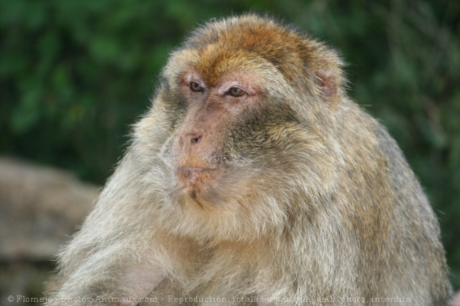 Photo de Singe - macaque