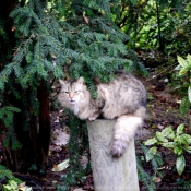 Photo de Chat domestique