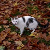 Photo de Chat domestique