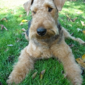 Photo d'Airedale terrier