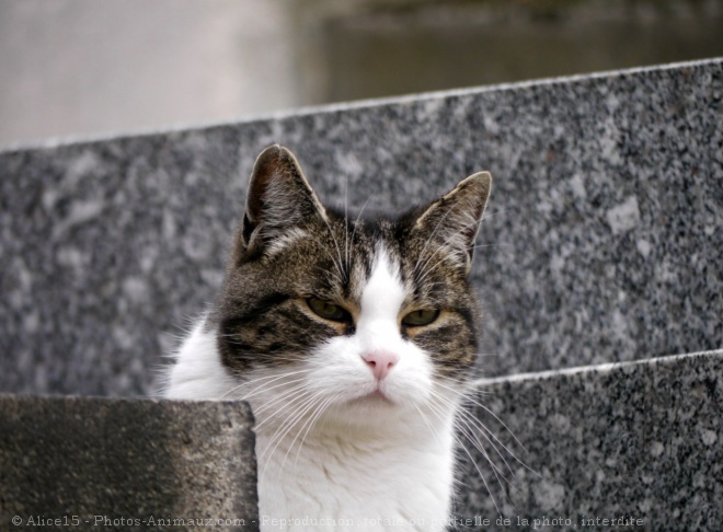 Photo de Chat domestique