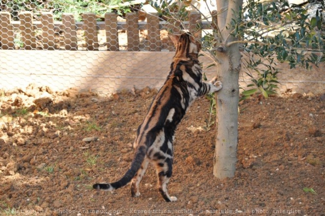 Photo de Bengal