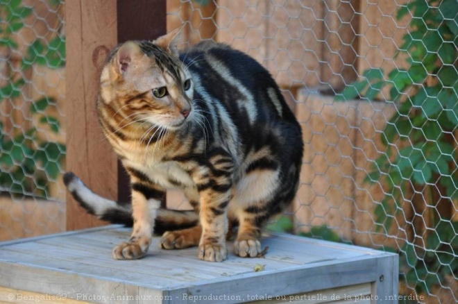 Photo de Bengal