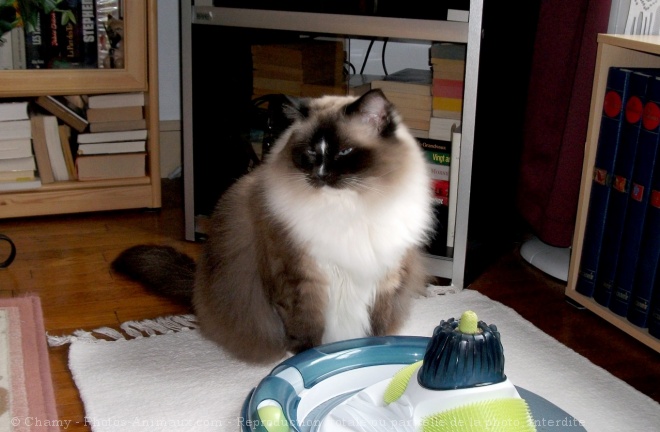 Photo de Ragdoll