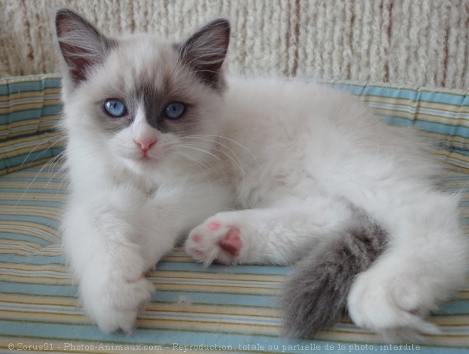 Photo de Ragdoll