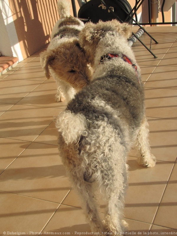 Photo de Fox terrier  poil dur